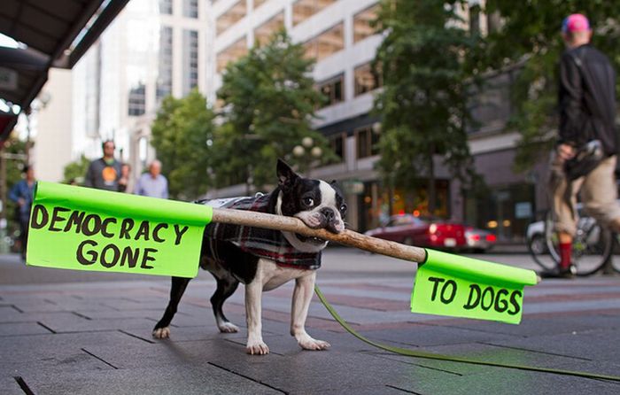 The Dogs Of Occupy Wall Street (20 pics)