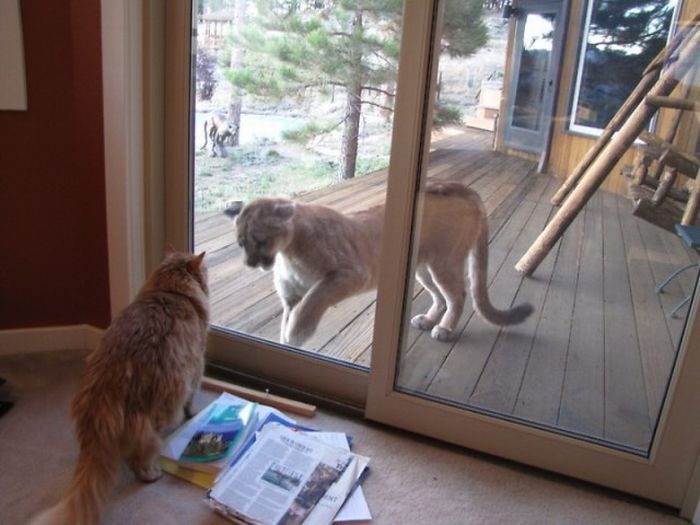 Cat vs Mountain Lion (15 pics)
