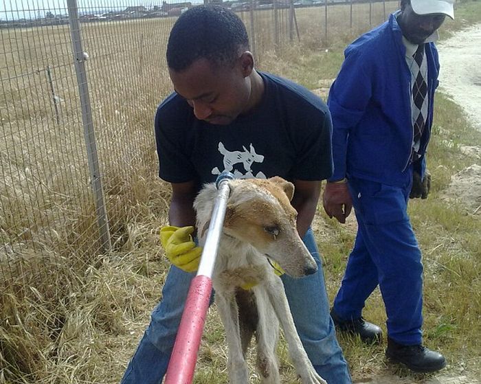 Dog Buried Alive in South Africa (5 pics)