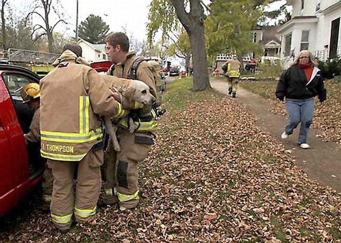 Firefighters Resuscitate Dog by Mouth to Snout (5 pics)