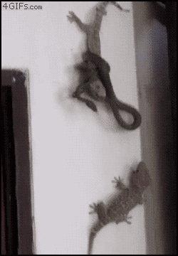 Acid Gifdump (10 gifs)
