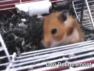 Acid Gifdump (10 gifs)