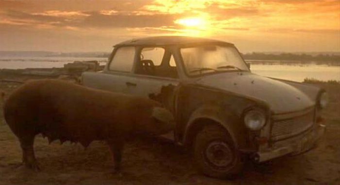 Pig Eating a Car (5 pics)