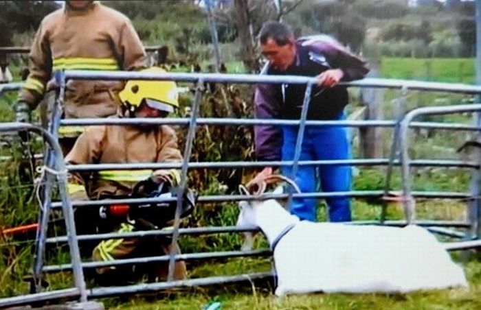 Animals Being Rescued (27 pics)