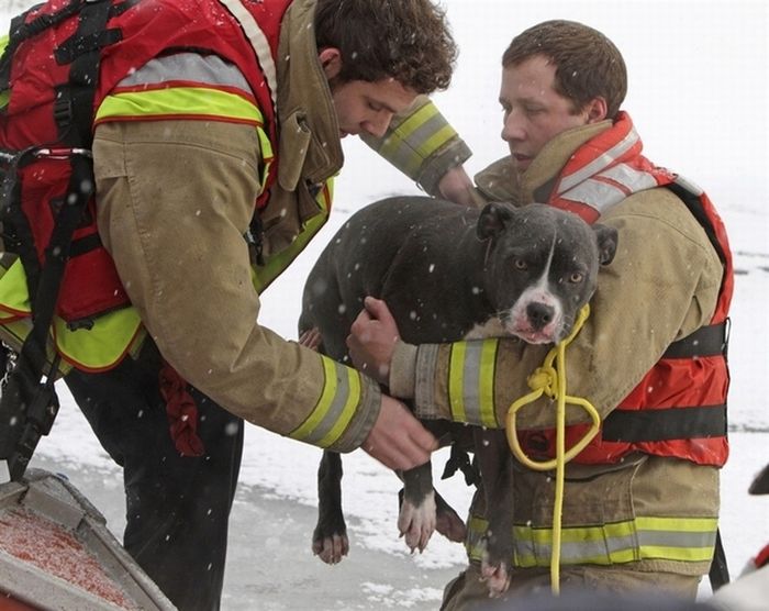 Animals Being Rescued (27 pics)