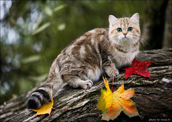 British Shorthair Cat in a Fall Mood (8 pics)