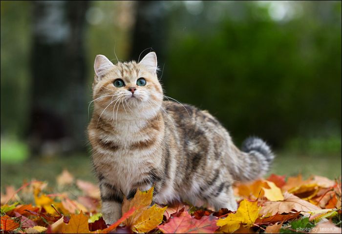 British Shorthair Cat in a Fall Mood (8 pics)