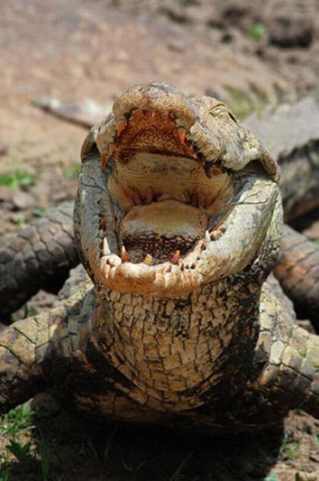 Paga Crocodile Pond in Ghana. For Brave Tourists Only (19 pics)