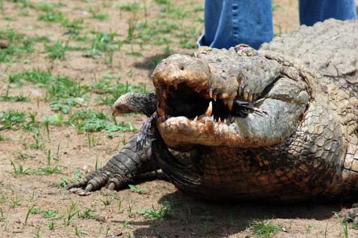 Paga Crocodile Pond in Ghana. For Brave Tourists Only (19 pics)