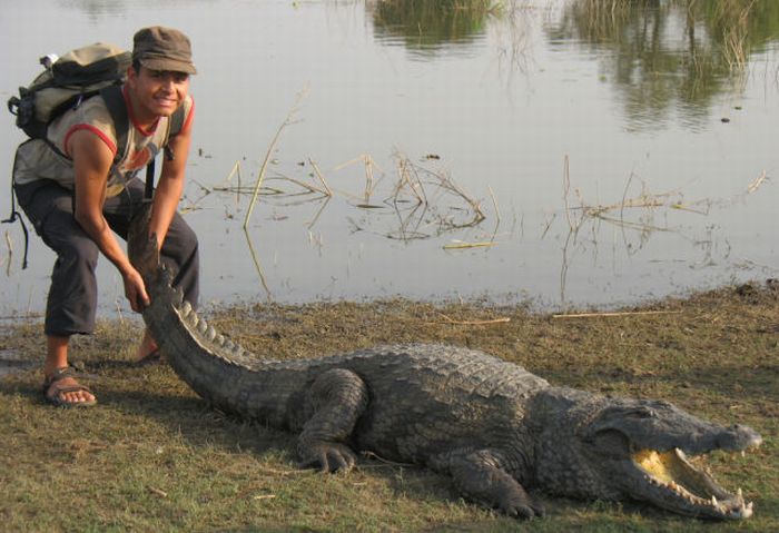Paga Crocodile Pond in Ghana. For Brave Tourists Only (19 pics)