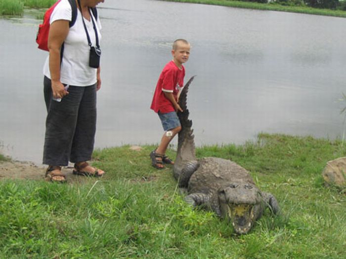 Paga Crocodile Pond in Ghana. For Brave Tourists Only (19 pics)