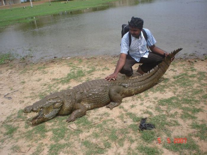 Paga Crocodile Pond in Ghana. For Brave Tourists Only (19 pics)