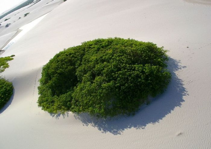 Lençóis Maranhenses National Park (42 pics)