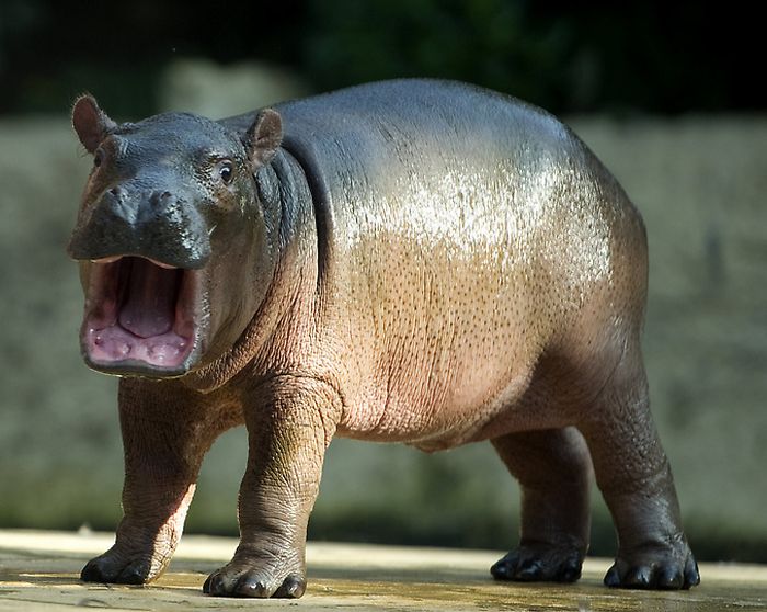 Baby Hippo and Its Mom in Berlin Zoo (17 pics)