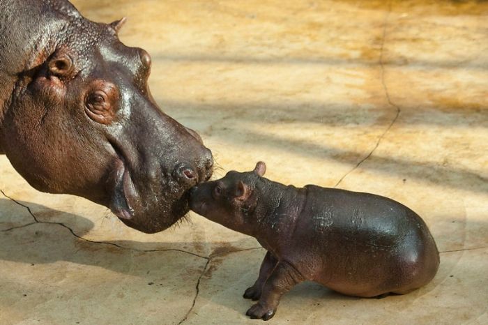 Baby Hippo and Its Mom in Berlin Zoo (17 pics)
