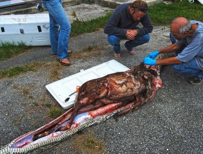 Piton Swallowed a Whole Deer (4 pics)