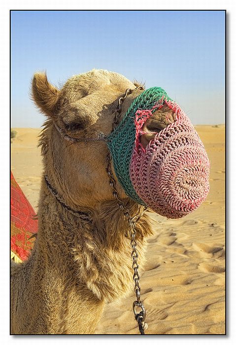 Beautiful Photography from Dubai, UAE (93 pics)
