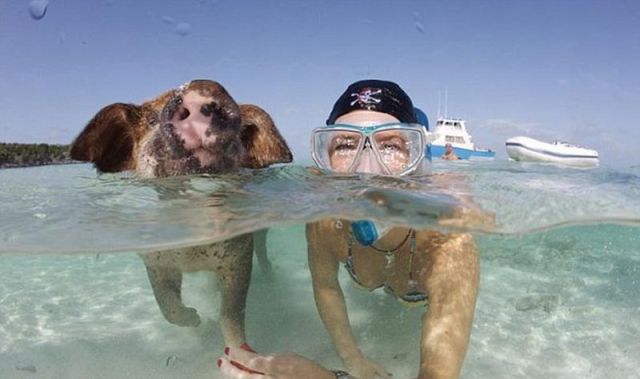 Unusual Tourists Invade Bahamas (29 pics)