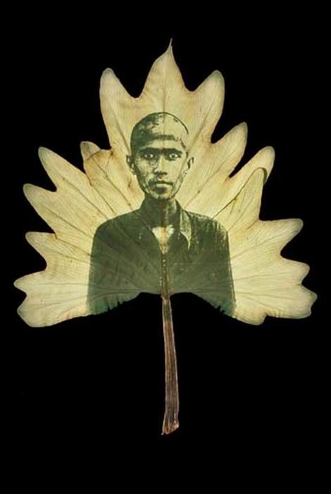 Photos on Leaves (14 pics)