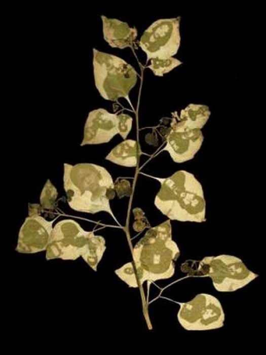 Photos on Leaves (14 pics)