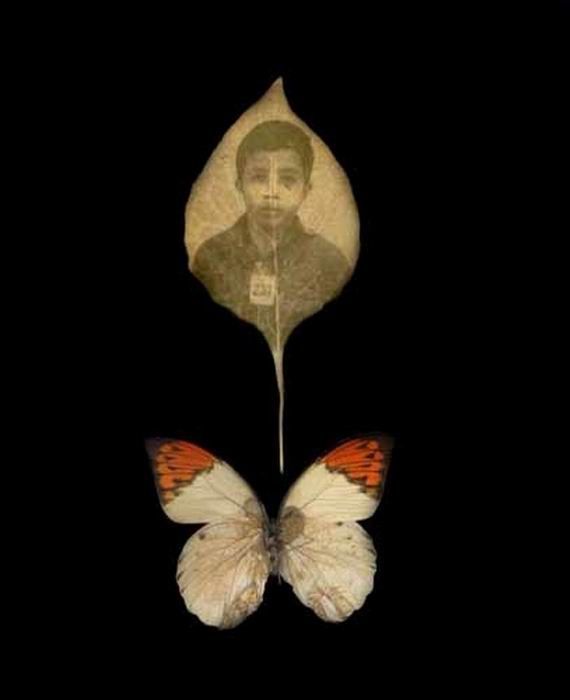 Photos on Leaves (14 pics)