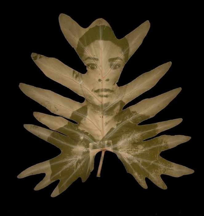 Photos on Leaves (14 pics)