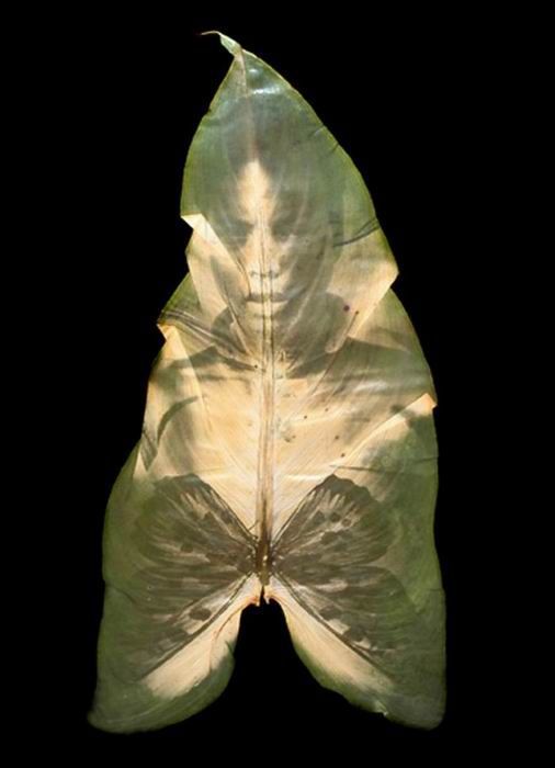 Photos on Leaves (14 pics)
