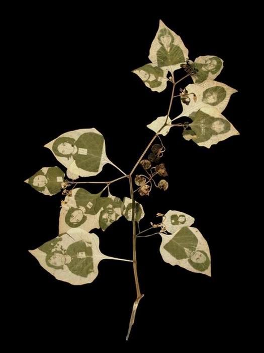 Photos on Leaves (14 pics)