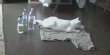 Acid Gifdump (10 gifs)