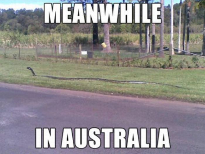 Only in Australia (63 pics + 2 gifs)