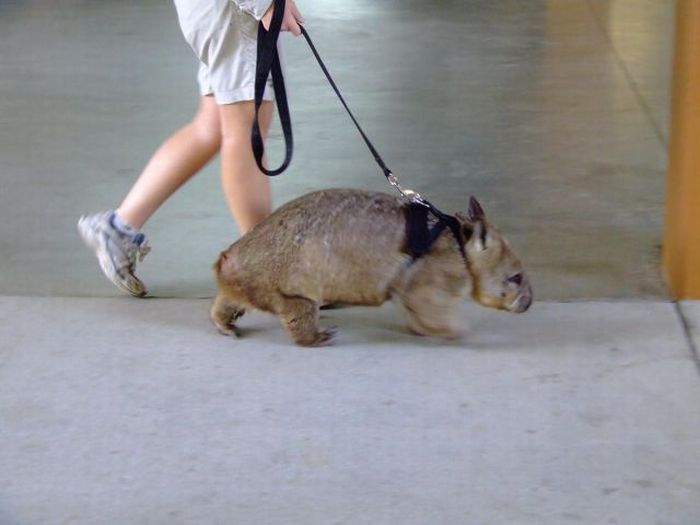 Only in Australia (63 pics + 2 gifs)