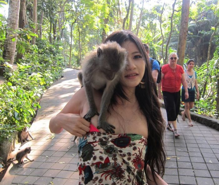 Monkeys Like the Girl (5 pics)
