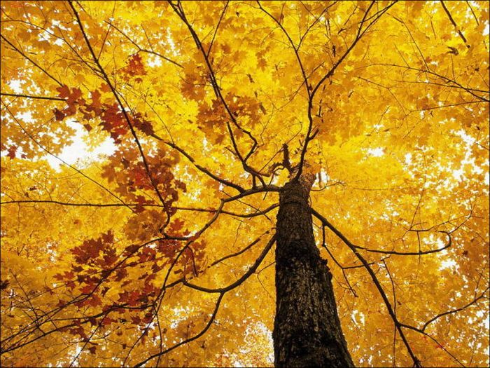 Beautiful Fall Photos (44 pics)