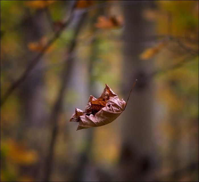 Beautiful Fall Photos (44 pics)