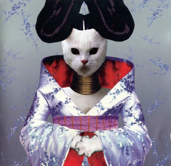 The Kitten Covers (20 pics)