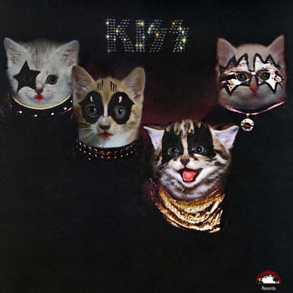 The Kitten Covers (20 pics)