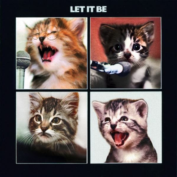The Kitten Covers (20 pics)