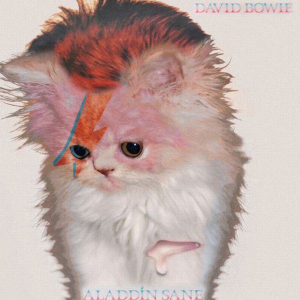 The Kitten Covers (20 pics)