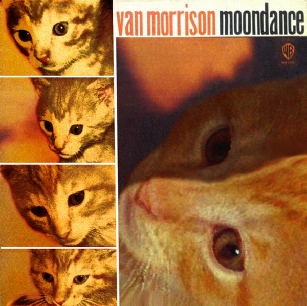 The Kitten Covers (20 pics)
