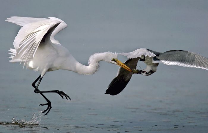 Acrobat Seagull Stealing Dinner (3 pics)