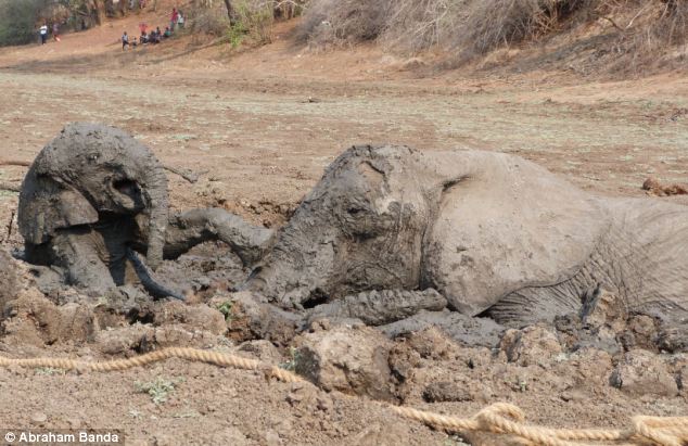 Dramatic Rescue of a Baby Elephant and Its Mother (17 pics)