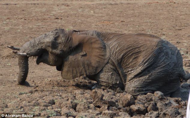 Dramatic Rescue of a Baby Elephant and Its Mother (17 pics)