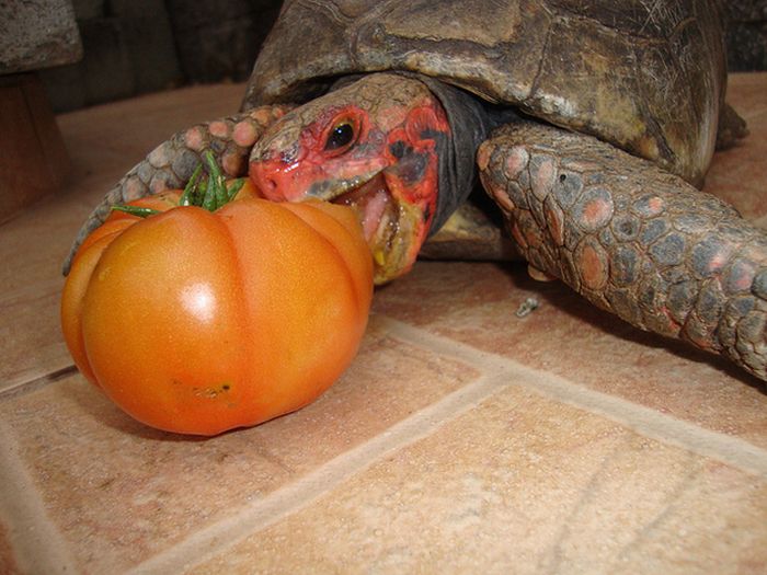 Turtles Eating Things (15 pics)