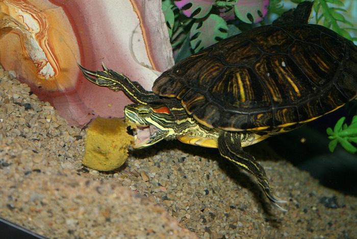 Turtles Eating Things (15 pics)