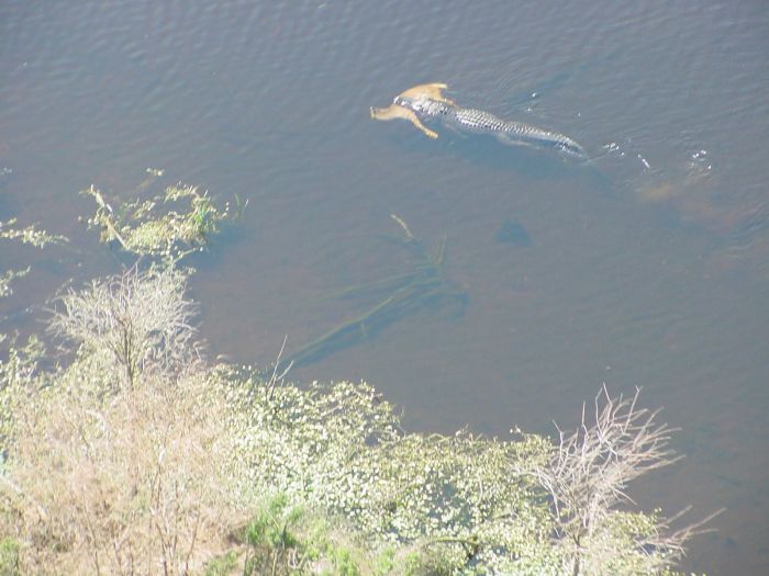 Alligator with a Deer Clutched in Its Jaws (6 pics)