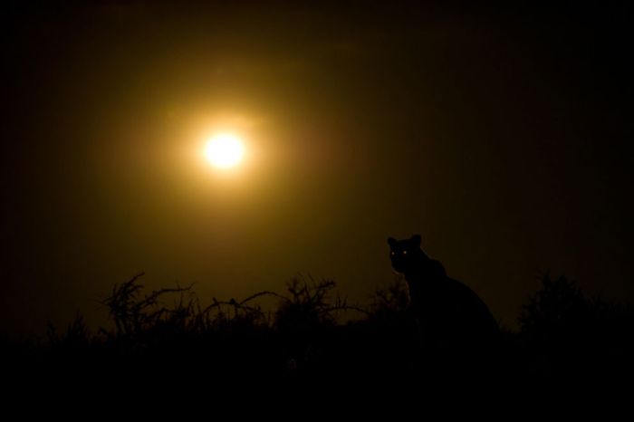 National Geographic Photo Contest 2011 (45 pics)