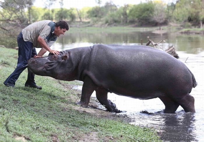 Marius Els Killed By His Pet Hippo 7 Pics 