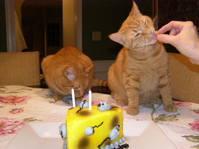 Cats Birthday Party (5 pics)