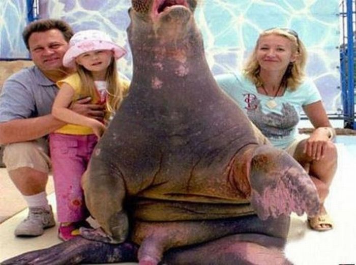Photobombs. Part 18 (80 pics)