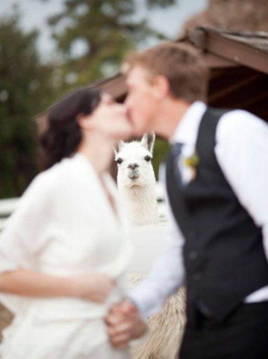 Photobombs. Part 18 (80 pics)